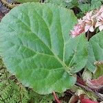 Bergenia ciliata ഇല