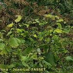 Arctium × nothum Plante entière