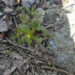 Ranunculus abortivus Feuille