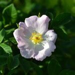 Rosa corymbifera Flors