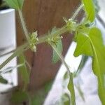 Parietaria debilis Flor