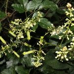 Serjania membranacea Flower