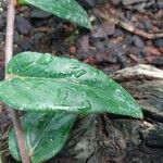 Begonia komoensis Leaf