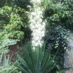 Yucca filamentosa 花