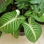 Caladium lindenii Yaprak