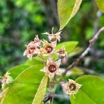 Amelanchier ovalisBlomma