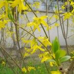 Forsythia suspensa Fleur