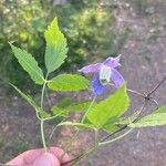 Clematis alpinaফুল