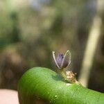 Ruscus aculeatus Flor