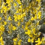 Genista microphylla Sonstige