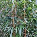 Phyllostachys sulphurea Habit