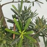 Podocarpus macrophyllus 葉