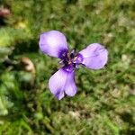 Herbertia lahue Lorea