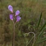 Vicia pubescens Kvet