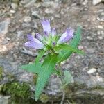 Campanula glomerata Цветок