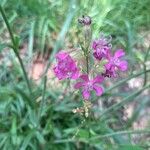 Silene pendula Συνήθη χαρακτηριστικά