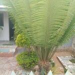 Cycas circinalis Leaf