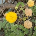 Acacia farnesiana फूल