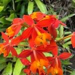 Epidendrum radicansЦветок