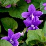 Viola reichenbachiana Blatt