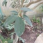 Ficus rubiginosa Folha