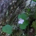 Cymbalaria aequitriloba Flower