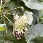 Gossypium barbadense Egyéb