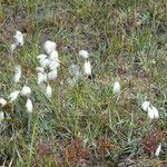 Eriophorum angustifolium Ffrwyth