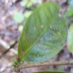 Cassipourea guianensis Leaf