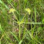 Valerianella eriocarpa Habitus