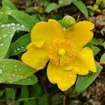 Hypericum patulum Blüte