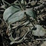 Centaurium pulchellum Leaf