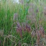 Anisantha tectorum 花