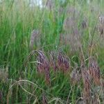 Bromus tectorum Цветок