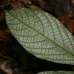 Cordia nodosa Blatt