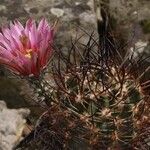 Echinocereus ferreirianus