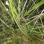 Juncus maritimus 葉