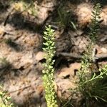 Lepidium densiflorum Fuelha