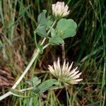 Trifolium michelianum Hàbitat