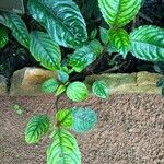 Impatiens hians Leaf