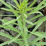 Solidago altissima पत्ता