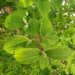 Viburnum plicatum Leaf