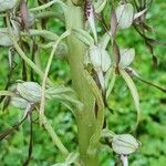 Himantoglossum hircinum 樹皮