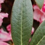 Rhododendron insigne Leaf