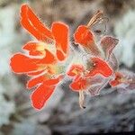 Castilleja mendocinensis Λουλούδι