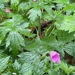 Geranium endressii Liść