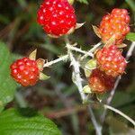 Rubus glaucus Plod