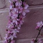 Prunus japonica 花