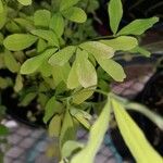 Trifolium alexandrinum Blad