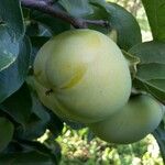 Diospyros kaki Fruit